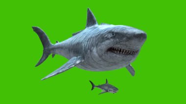 Megalodon ve Köpekbalığı Yeşil Ekran 4K Ön 3B Canlandırma