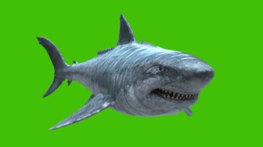 Jurassic Megalodon Yeşil Ekran 4K Ön 3B Canlandırma