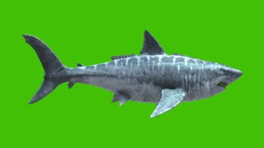 Jurassic Megalodon Yeşil Ekran 4K 3B Canlandırma