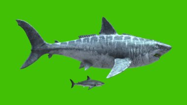 Megalodon ve Köpekbalığı Yeşil Ekran 4K 3B Canlandırma