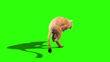 Aslan Kadın Geri Döndürme Yeşil Ekran Hayvanları 3B Canlandırma