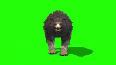 Grizzly BeAR ÖLDÜ Ön Yeşil Ekran 3B Canlandırma