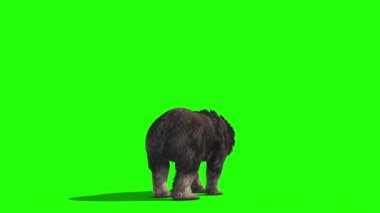 Grizzly Bear Kükreme Saldırısı Yeşil Ekran 3B Canlandırma
