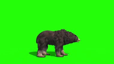 Grizzly Bear Roar Attack Side Green Screen 3D Canlandırma