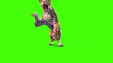Jaguar Saldırıları Öndeki Yeşil Ekran Hayvanları 3B Canlandırma