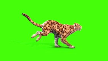 Jaguar Kedi Runcycle Taraf Yeşil Ekran Hayvanları 3B Canlandırma