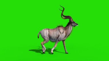 Kudu Afrika Antilop Yürüyüşü Yeşil Ekran 3B Canlandırma