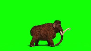 Mamut Saldırıları Tarafı Tarih Öncesi Hayvan Jurasik 3D Rending Yeşil Ekran Kroma Anahtarı