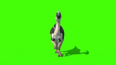 Parasaurolophus Yürüyüş Önü Yeni Cilt Jurasik Dünya Dinozorları Yeşil Ekran 3D Canlandırma