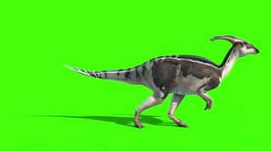 Parasaurolophus Yürüyüş Tarafı Yeni Cilt Jurasik Dünya Dinozorları Yeşil Ekran 3B Canlandırma