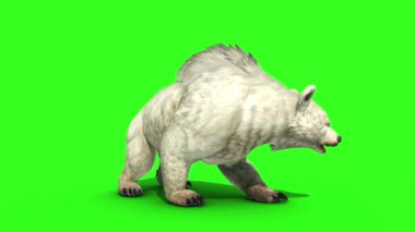 Beyaz Ayı Önü Yeşil Ekran 3B Canlandırma