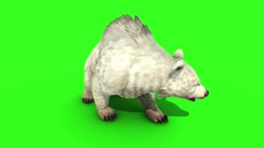 Beyaz Ayı Yeşil Ekran 3B Canlandırma