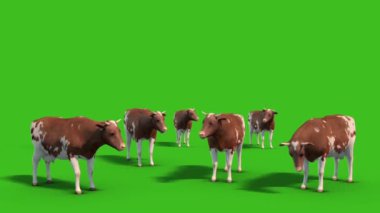 İneklerin Çiftlik Hayvanları Sürüsü Yeşil Ekran 3B Canlandırma