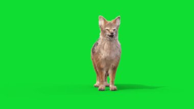Yeşil Ekran Çakal Hayvanlar Ölecek 3D Canlandırma CGI