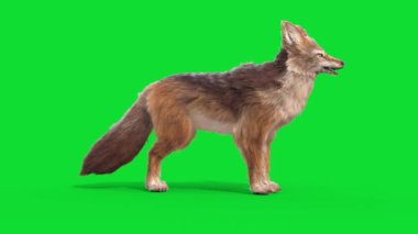 Yeşil Ekran Çakal Hayvanlar Ölecek 3D Canlandırma CGI
