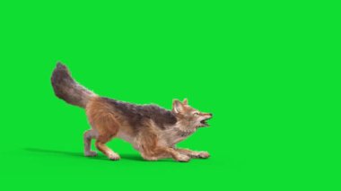 Yeşil Ekran Çakal Hayvanlara Saldırıyor 3D Döngü Canlandırması CGI