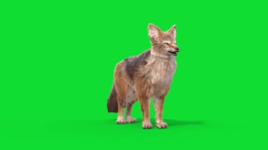 Yeşil Ekran Çakal Hayvanlar Döngüsü 3B Canlandırma CGI