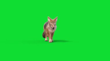 Yeşil Ekran Çakal Hayvanları Önde Yürüyor 3D Canlandırmalar CGI