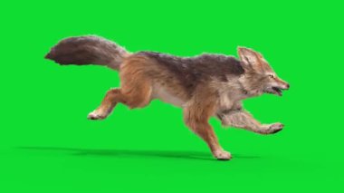 Yeşil Ekran Çakal Hayvanlar Döngüsü 3B Döngü CGI Canlandırması