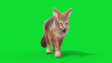 Yeşil Ekran Çakal Hayvanları Yürüyüş Önü Döngüsü 3D Canlandırma CGI