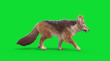Yeşil Ekran Çakal Hayvanlar Yürürken Yan Döngü 3D Canlandırma CGI