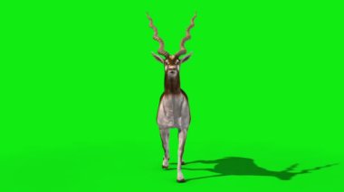Hint Antilobu Blackbuck Yürüme Önden Döngü Yeşil Ekran 3D Canlandırma