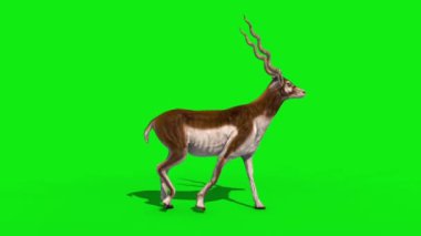 Hint Antilobu Blackbuck Yürürken Yana Döngü Yeşil Ekran 3B Canlandırma