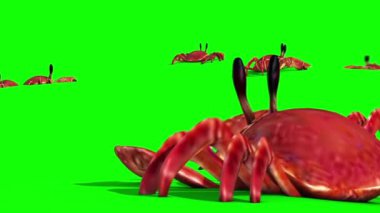 Kum Yeşili Ekrandaki Yengeç Grubu 3B Canlandırmayı Kapat