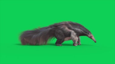 Anteater Green Screen Die 3D animasyonlar CGI Animals 4K