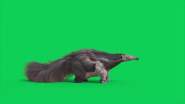 Anteater Yeşil Ekran Saldırıları Döngü Kenarı 3D Canlandırmaları CGI Hayvanlar 4K