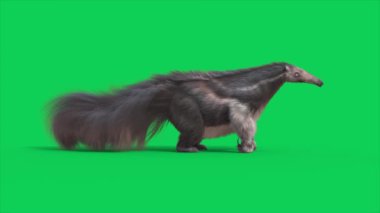 Anteater Yeşil Ekran Boşta Döngü Kenarı 3D Canlandırmalar CGI Hayvanlar 4K