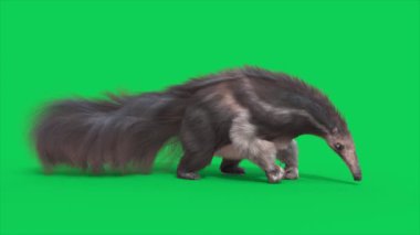 Anteater Green Screen Ye Karınca Döngüsü 3 boyutlu animasyonlar CGI Hayvanlar 4K