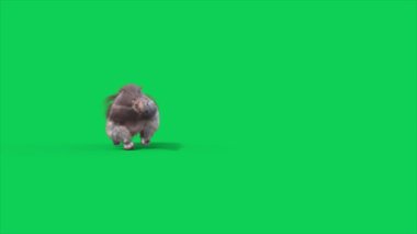 Anteater Green Screen Run Front 3 boyutlu animasyonlar CGI Animals 4K