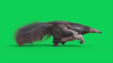 Anteater Yeşil Ekran Döngü Kenarı 3D Canlandırması CGI Hayvanlar 4K
