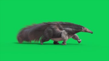 Anteater Yeşil Ekran Yürüme Döngüsü 3 boyutlu animasyonlar CGI Hayvanlar 4K