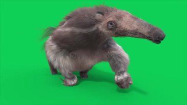 Anteater Yeşil Ekran Yürüme Döngüsü Önden 3D Canlandırma CGI Hayvanlar 4K
