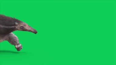 Anteater Green Screen Walks Side 3D animasyonları CGI Animals 4K