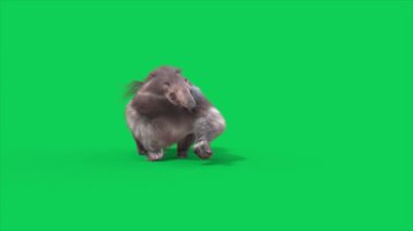 Anteater Green Screen Walks Front 3 boyutlu animasyonlar CGI Animals 4K