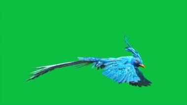 4K Yeşil Ekran Mavi Kuş Döngüsü 3D Hayvanlar Canlandırması CGI