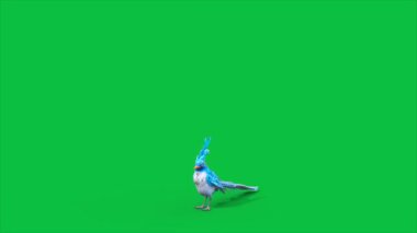 4K Yeşil Ekran Mavi Kuş İniyor 3D Hayvanlar Canlandırılıyor CGI