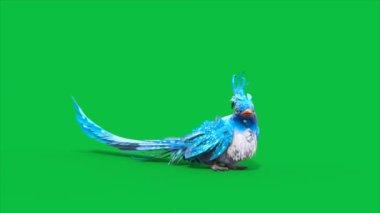 4K Yeşil Ekran Mavi Kuş Tımarlama Yalancı 3 boyutlu Animasyonlar CGI Hazırlama
