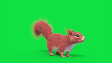 Yeşil Ekran Sincap Kemirgen Döngüsü Hayvanlar 3D Canlandırma CGI 4K