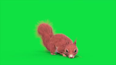 Yeşil Ekran Faresi Döngü Hayvanı Yedi 3D Canlandırma CGI 4K