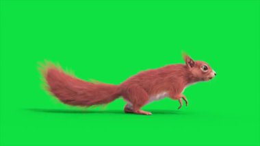 Yeşil Ekran Faresi Sıçrama Yanı Döngüsü Hayvanlar 3D Canlandırma CGI 4K