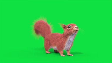 Yeşil Ekran Sincap Kemirgen Döngü Hayvanları 3D Canlandırma CGI 4K