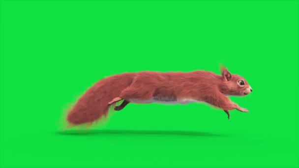Green Screen Squirrel Rodent Run Side Loop Animals Animación Renderizado — Vídeo de stock
