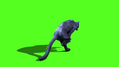 Siyah Panter Kedi Döndürme Yeşil Ekran Geri 3B Canlandırma Hayvanlar