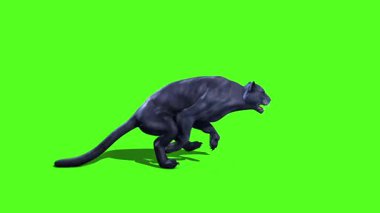 Siyah Panter Kedi Runcycle Yeşil Ekran Tarafı 3B Canlandırma Hayvanlar