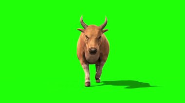 Boğa Hafif Saç Bisikleti Önden Yeşil Ekran 3B Renderleme Döngüsü