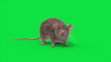 Yeşil Ekran Faresi gerçek kürk Çevreye bakın Hayvanlar 3D Canlandırma CGI 4K